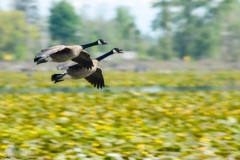 Two Canada Geese Flying