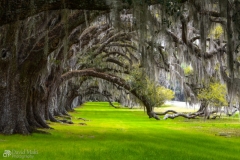 Trees with Hanging Moss