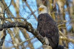 Bald Eagle Sitting in Tree at Squamish BC