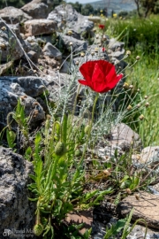 Red Poppy