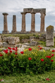 Poppies in Ancient Corinth