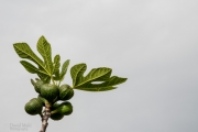 Wild Greek Fig