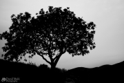 Silhouette of Tree