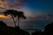 Silhouette of Tree at Sunset