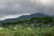 Tropical Trees