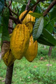 Ripe Cacao