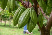 Cacao Bean Pods