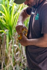 Harvesting Cacao