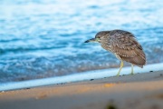 Beach Bird at Sunrise