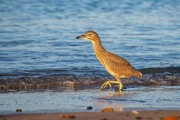 Beach Bird at Sunrise