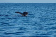 Humpback Tail