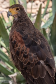 Maltese Falcon