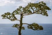 Trees in Malta