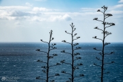 Trees in Malta