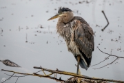 Heron Posing