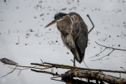 Heron Posing