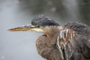 Heron Posing