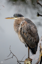 Heron Posing