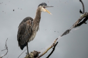 Heron Posing