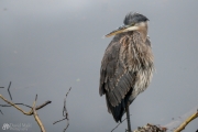 Heron Posing