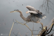 Heron Posing