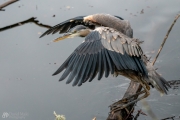 Heron Posing