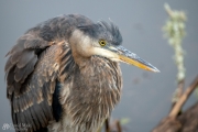 Heron Posing