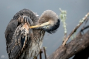 Heron Posing