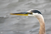 Heron