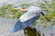 Heron