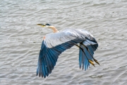 Heron