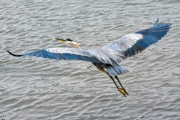 Heron