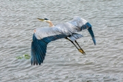 Heron