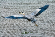 Heron