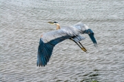 Heron