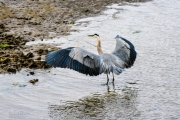 Heron