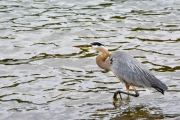 Heron