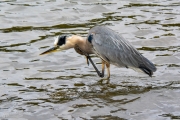 Heron