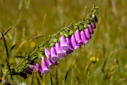 Purple Wildflowers in Washington State Meadow