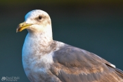 Posing Gull