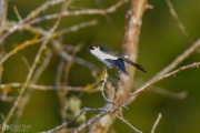 Colorful Tweetie Bird