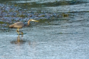 Heron on the Hunt