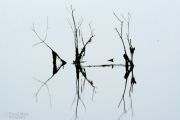 Reflection of Dead Trees