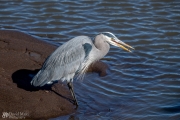 Morning Fishing