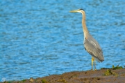 Nissqually Heron