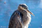 Lone Heron Standing