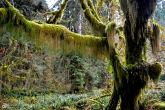 Moss Covered Tree