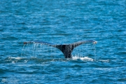 Humpback Diving Deep