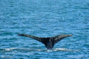 Humpback Diving Deep