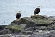 Two Bald Eagles